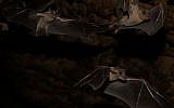 Researchers at Tel Aviv University have found that fruit bats are able to translate, to some extent, echo-acoustic information into 3D shapes (Courtesy)