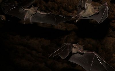 Researchers at Tel Aviv University have found that fruit bats are able to translate, to some extent, echo-acoustic information into 3D shapes (Courtesy)