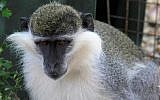 The monkey Tachtouch in Al Qouzah, southern Lebanon, June 7, 2019. (Mahmoud ZAYYAT/AFP)