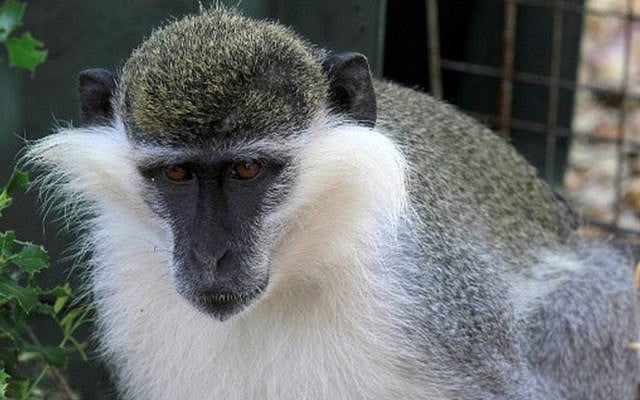 The monkey Tachtouch in Al Qouzah, southern Lebanon, June 7, 2019. (Mahmoud ZAYYAT/AFP)