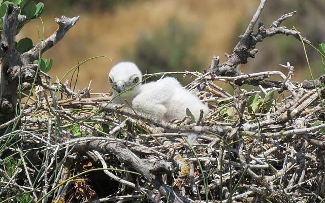 Illustrative photo of a snake eagle chick. (Liad Cohen, Nature and Parks Authority) Illustrative photo of a snake eagle chick. (Liad Cohen, Nature and Parks Authority)