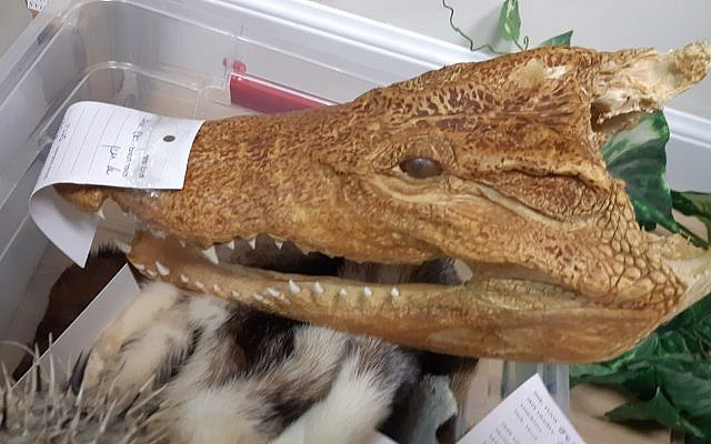 A crocodile head confiscated by the Israel Nature and Parks Authority during a crackdown on the illegal trade in reptiles, June 17, 2019. (Israel Nature and Parks Authority) A crocodile head confiscated by the Israel Nature and Parks Authority during a crackdown on the illegal trade in reptiles, June 17, 2019. (Israel Nature and Parks Authority)