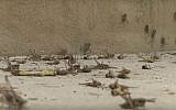 Swarms of grasshoppers in Moshav Alonei Habashan in the Golan Heights, northern Israel, June 4, 2019. (Kan screenshot)