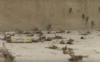 Swarms of grasshoppers in Moshav Alonei Habashan in the Golan Heights, northern Israel, June 4, 2019. (Kan screenshot)