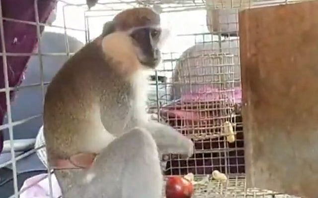 A vervet monkey that escaped from a farm in southern Lebanon, crossed the border into Israel and evaded capture for two weeks, was finally tempted into a cage with food, June 6, 2019. (YouTube screenshot) A vervet monkey that escaped from a farm in southern Lebanon, crossed the border into Israel and evaded capture for two weeks, was finally tempted into a cage with food, June 6, 2019. (YouTube screenshot)