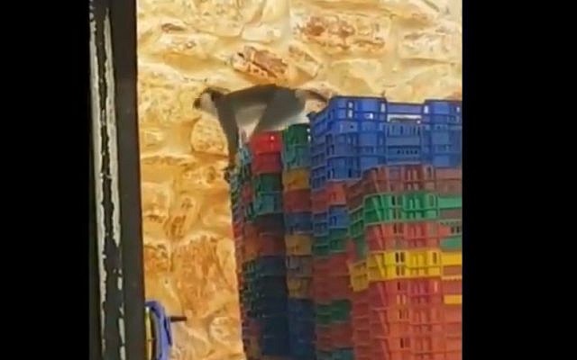 A monkey, which escaped from a farm in southern Lebanon and crossed into Israel, explores a stack of empty fruit crates in the town of Dir al Assad. (Twitter screenshot, June 3, 2019) A monkey, which escaped from a farm in southern Lebanon and crossed into Israel, explores a stack of empty fruit crates in the town of Dir al Assad. (Twitter screenshot, June 3, 2019)