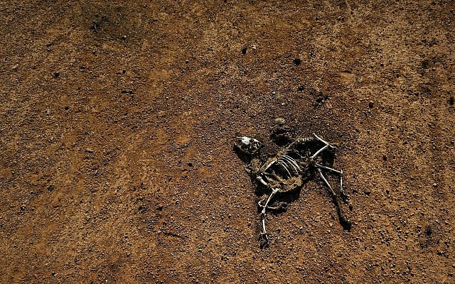 In this March 8, 2017 file photo, the carcass of a dead goat lies in the desert in a drought-stricken area near Bandar Beyla in Somalia. (AP Photo/Ben Curtis) In this March 8, 2017 file photo, the carcass of a dead goat lies in the desert in a drought-stricken area near Bandar Beyla in Somalia. (AP Photo/Ben Curtis)