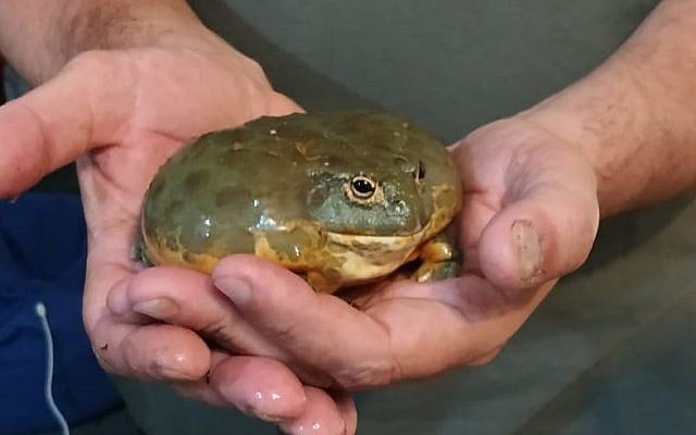 An amphibian confiscated by the Israel Nature and Parks Authority during a crackdown on the illegal trade in reptiles, June 17, 2019. (Israel Nature and Parks Authority) An amphibian confiscated by the Israel Nature and Parks Authority during a crackdown on the illegal trade in reptiles, June 17, 2019. (Israel Nature and Parks Authority)
