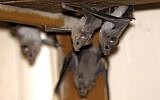 Lesser mouse-tailed bats are pictured inside an abandoned Israeli army outpost next to the Jordan River in the West Bank on July 7, 2019. (Photo by MENAHEM KAHANA / AFP)