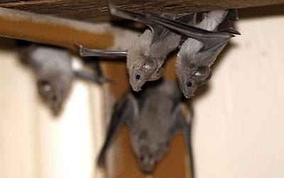 Lesser mouse-tailed bats are pictured inside an abandoned Israeli army outpost next to the Jordan River in the West Bank on July 7, 2019. (Photo by MENAHEM KAHANA / AFP)