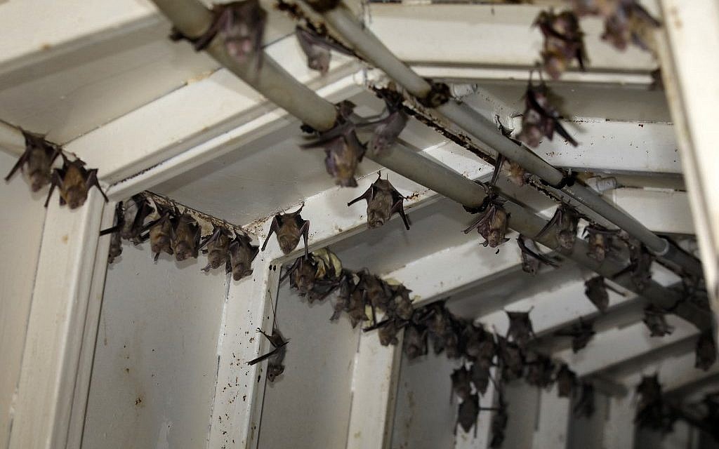 Horseshoe bats are pictured inside an abandoned Israeli army outpost next to the Jordan River in the West Bank, on July 7, 2019. (Photo by MENAHEM KAHANA / AFP)