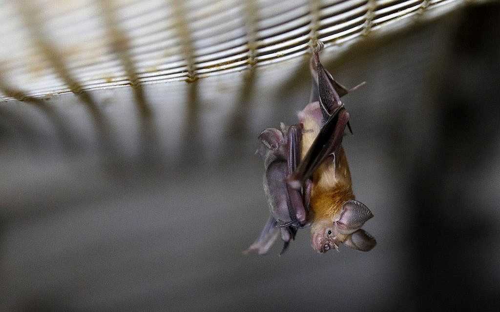 A Horseshoe bat hangs from a net inside an abandoned Israeli army outpost next to the Jordan River in the West Bank, on July 7, 2019. (Photo by MENAHEM KAHANA / AFP)