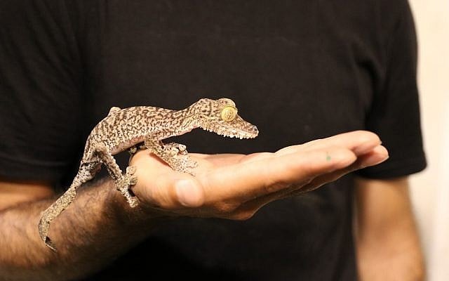 One of dozens of reptiles found in a Tel Aviv apartment as part of an international operation against illegal trade in animals, June 2019. (Israel Nature and Parks Authority) One of dozens of reptiles found in a Tel Aviv apartment as part of an international operation against illegal trade in animals, June 2019. (Israel Nature and Parks Authority)