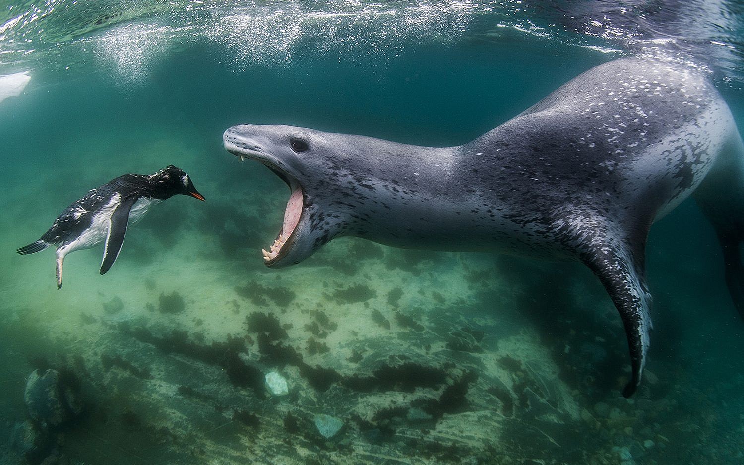 A penguin faces a leopard seal. (Amos Nachoum) A penguin faces a leopard seal. (Amos Nachoum)