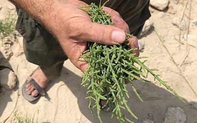 Stalks of ice plant, found and picked by forager Yatir Sade, which yield a salty, crunchy flavor and texture (Jessica Steinberg/Times of Israel)