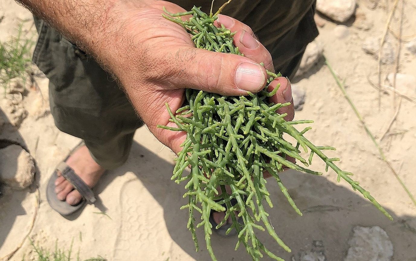 Roots trip: A forager plumbs the coast for edible greens and authenticity |  The Times of Israel