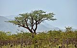 A Boswellia tree growing on Socotra island, Yemen, znm, IStock photos from Getty Images