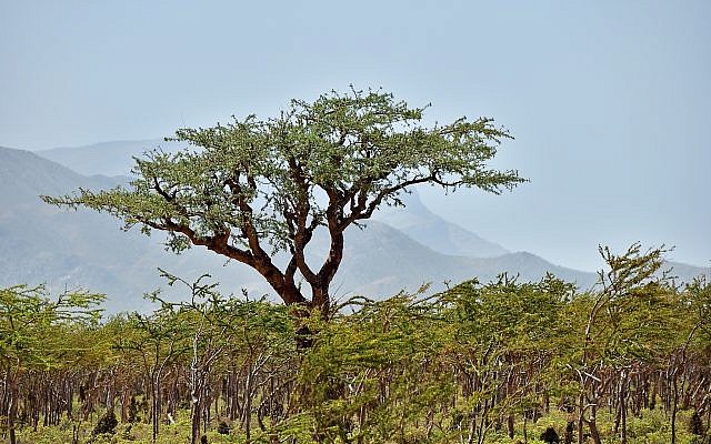 A Boswellia tree growing on Socotra island, Yemen, znm, IStock photos from Getty Images