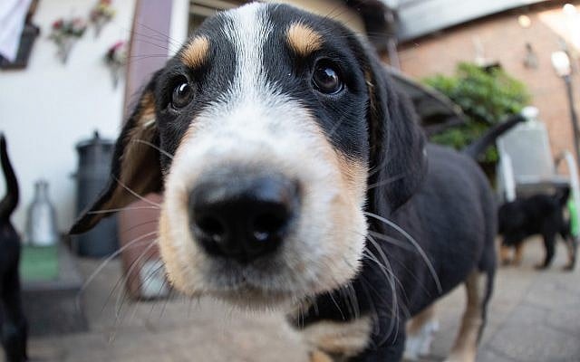A puppy dog looks into the camera in Germany, July 12, 2019. (Friso Gentsch/picture alliance via Getty Images via JTA) A puppy dog looks into the camera in Germany, July 12, 2019. (Friso Gentsch/picture alliance via Getty Images via JTA)