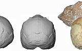 This image provided by the University of Tuebingen in Germany shows the Apidima 1 partial cranium fossil, right, with a piece of rock still attached, and its digital reconstruction from a posterior view, middle, and a side view, left. The rounded shape of the Apidima 1 cranium is a unique feature of modern humans and contrasts sharply with Neanderthals and their ancestors. (Katerina Harvati/University of Tuebingen via AP)