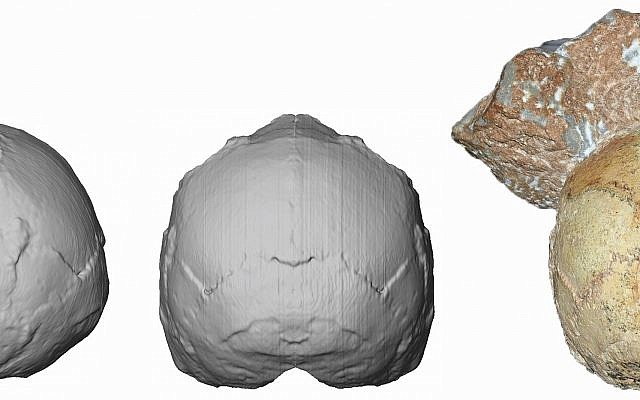 This image provided by the University of Tuebingen in Germany shows the Apidima 1 partial cranium fossil, right, with a piece of rock still attached, and its digital reconstruction from a posterior view, middle, and a side view, left. The rounded shape of the Apidima 1 cranium is a unique feature of modern humans and contrasts sharply with Neanderthals and their ancestors. (Katerina Harvati/University of Tuebingen via AP) This image provided by the University of Tuebingen in Germany shows the Apidima 1 partial cranium fossil, right, with a piece of rock still attached, and its digital reconstruction from a posterior view, middle, and a side view, left. The rounded shape of the Apidima 1 cranium is a unique feature of modern humans and contrasts sharply with Neanderthals and their ancestors. (Katerina Harvati/University of Tuebingen via AP)