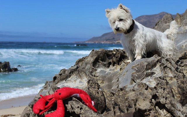 White West Highland Terrier looking down at toy lobster on the rocks near the ocean. (Creative_Identity_Designs/iStock by Getty Images) White West Highland Terrier looking down at toy lobster on the rocks near the ocean. (Creative_Identity_Designs/iStock by Getty Images)