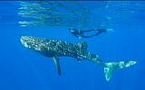 A whale shark swimming in the Red Sea off the coast of Eilat, July 2019. (Shani Aloush, Israel Nature and Parks Authority)