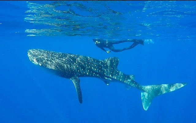 A whale shark swimming in the Red Sea off the coast of Eilat, July 2019. (Shani Aloush, Israel Nature and Parks Authority) A whale shark swimming in the Red Sea off the coast of Eilat, July 2019. (Shani Aloush, Israel Nature and Parks Authority)