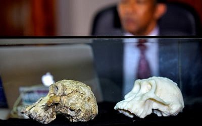 A picture taken on August 28, 2019 shows a 3.8 million-year-old skull of an early human (L), known as 'MRD' and belonging to the species Australopithecus anamensis, displayed alongside a three-dimensional model during the presentation of the skull during a press conference in Addis Ababa (MICHAEL TEWELDE / AFP)
