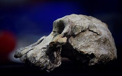 A 3.8 million-year-old skull of an early human, known as 'MRD' and belonging to the species Australopithecus anamensis, displayed during its presentation in Addis Ababa,  August 28, 2019. (MICHAEL TEWELDE/AFP)