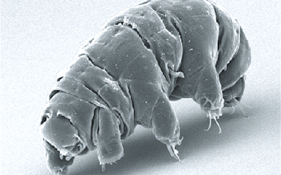 SEM image of Milnesium tardigradum in active state (By Schokraie E, Warnken U, Hotz-Wagenblatt A, Grohme MA, Hengherr S, et al. (2012) Wikimedia)