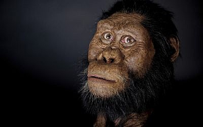 A facial reconstruction model by John Gurche made from a fossilized cranium of Australopithecus anamensis. (Matt Crow/Cleveland Museum of Natural History via AP)