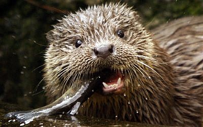Illustrative: A young European Otter eats a trout. (AP Photo/Keystone, Steffen Schmidt)