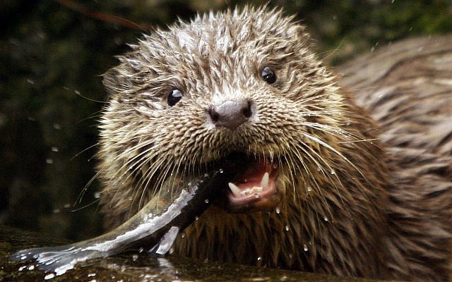 Illustrative: A young European Otter eats a trout. (AP Photo/Keystone, Steffen Schmidt)