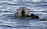 Illustrative: In this January 15, 2010, file photo, a sea otter is seen in Morro Bay, California. (AP Photo/Reed Saxon, file)