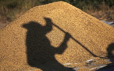 A shadow of a Nepalese farmer falls on a heap of grains as he separates it from chaff and dust after a harvest in Chunnikhel, on the outskirts of Kathmandu, Nepal, Thursday, Oct. 20, 2016. According to the World Bank, agriculture is the main source of food, income, and employment for the majority in Nepal. (AP Photo/Niranjan Shrestha)