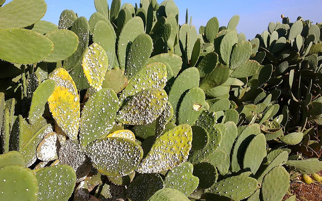 Early infestation of an Indian fig prickly pear. (Courtesy Prof. Zvika Mendel of the Agricultural Research Organization, Volcani Center) Early infestation of an Indian fig prickly pear. (Courtesy Prof. Zvika Mendel of the Agricultural Research Organization, Volcani Center)
