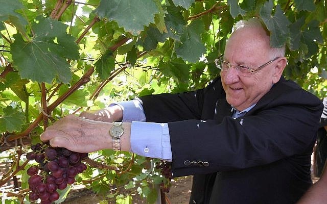 President Reuven Rivlin inspects a newly-developed variety of grapes named "Rivlin" in honor of his late wife Nechama, at the Agriculture Ministry's Agricultural Research Organization facility in Beit Dagan, August 15, 2019. (Mark Neiman/GPO) President Reuven Rivlin inspects a newly-developed variety of grapes named "Rivlin" in honor of his late wife Nechama, at the Agriculture Ministry's Agricultural Research Organization facility in Beit Dagan, August 15, 2019. (Mark Neiman/GPO)