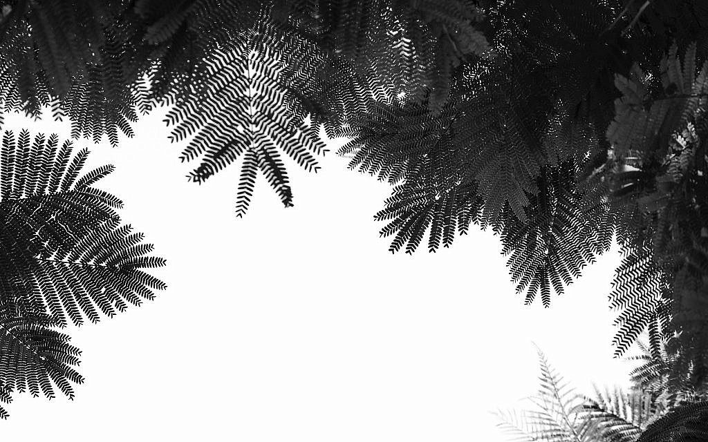 One of Tal Paz-Fridman's nature works, this one is called 'The Tree Top II' (Courtesy Tal Paz-Fridman)