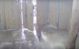 A leopard at the Thai island of Ko Samui that attacked an Israeli toddler on August 26, 2019. (Screenshot: YouTube)