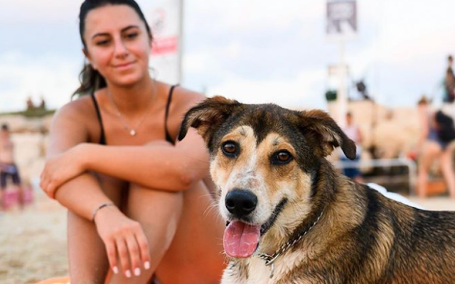 This is Man, a shepherd mix The Dogist found on Alma Beach in Tel Aviv. (The Dogist/Instagram via JTA) This is Man, a shepherd mix The Dogist found on Alma Beach in Tel Aviv. (The Dogist/Instagram via JTA)