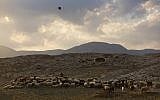 A Palestinian shepherd herds his flock near the Israeli settlement of Argaman, in the Jordan Valley, a strip of West Bank land along the border with Jordan, Monday, Dec. 26, 2016. (AP Photo/Oded Balilty)