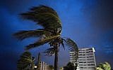 Strong winds move the palms of the palm trees at the first moment of the arrival of Hurricane Dorian in Freeport, Grand Bahama, Bahamas, Sept. 1, 2019. (AP Photo/Ramon Espinosa)