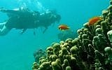 The Gulf of Eilat. (Dr. Ilan Malster, Environmental Protection Ministry)