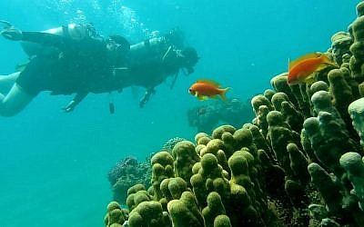 The Gulf of Eilat. (Dr. Ilan Malster, Environmental Protection Ministry)
