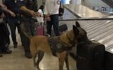 Screen capture from video of Katcha, the Israel Tax Authority's champion sniffer dog. (Channel 12)
