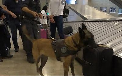 Screen capture from video of Katcha, the Israel Tax Authority's champion sniffer dog. (Channel 12)