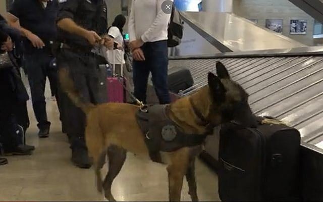Screen capture from video of Katcha, the Israel Tax Authority's champion sniffer dog. (Channel 12)