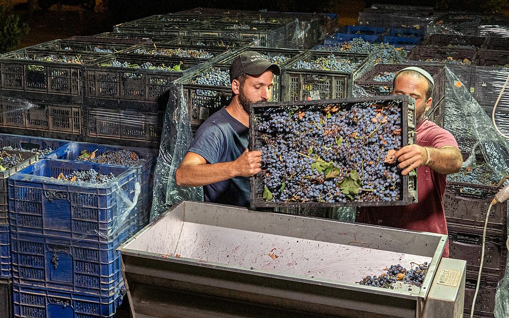 Jewish workers work at Beit El winery in the Jewish settlement of Beit El in the West Bank, September 4, 2019. (Hillel Maeir/Flash90) Jewish workers work at Beit El winery in the Jewish settlement of Beit El in the West Bank, September 4, 2019. (Hillel Maeir/Flash90)