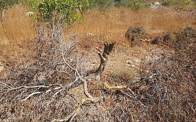 An olive tree sabotaged in the Palestinian village of Yasuf on July 27, 2019. (Radi Attiani/Yesh Din)